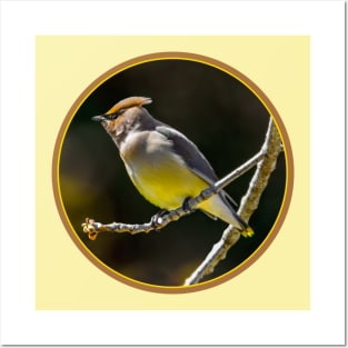 Cedar Waxwing - Original Photograph Posters and Art